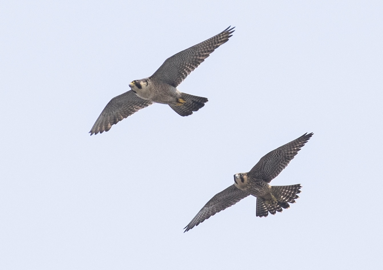 Jonge slechtvalken groeien op in schoorsteen AEB